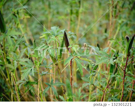 オクラ畑 132301221