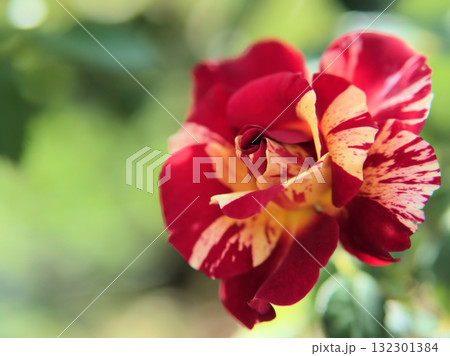 10月に咲いた赤色のバラの花「モーリス･ユトリロ」 132301384