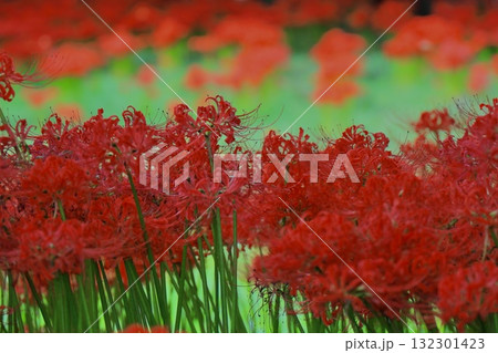 群生する彼岸花 132301423