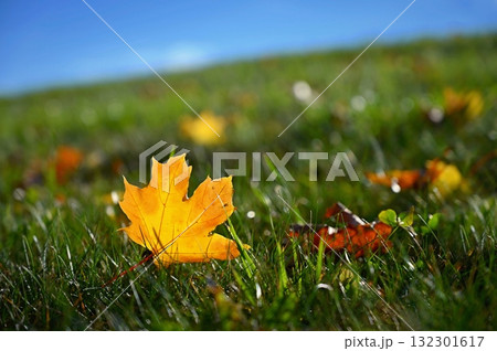 Beautiful autumn background. Colorful leaves on trees in fall time. Concept for nature and landscape. Beautiful autumn background. Colorful leaves on trees in fall time. Concept for nature and landscape. 132301617