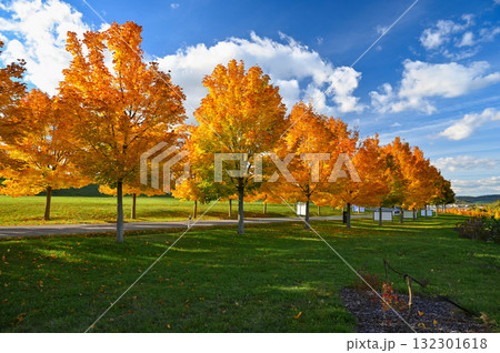 Beautiful autumn background. Colorful leaves on trees in fall time. Concept for nature and landscape. Beautiful autumn background. Colorful leaves on trees in fall time. Concept for nature and landscape. 132301618