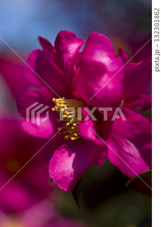 ピンク色のサザンカの花が咲いています。学名はCamellia sasanquaです。 132301862