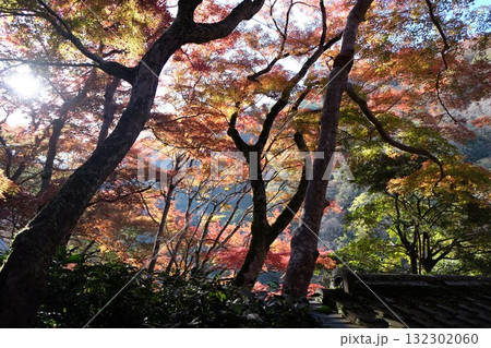 紅葉に染まる 132302060