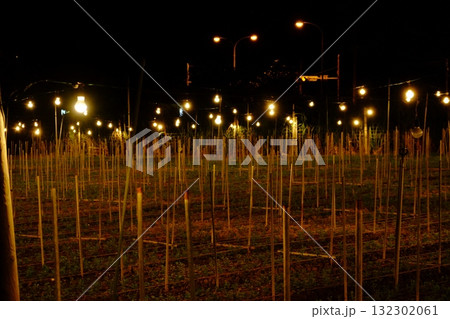 冬に現れるイルミネーション 132302061