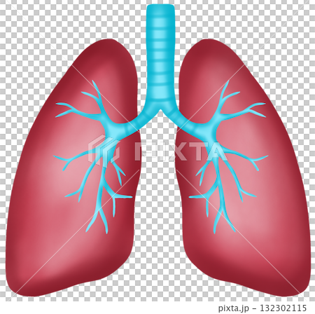 Anatomy of a Healthy Human Lung, Hand-drawn Watercolor Illustration 132302115
