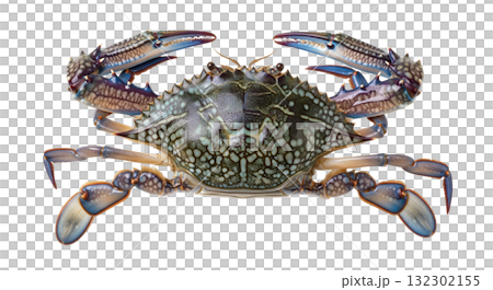 Close view of a blue crab, showcasing its distinctive blue and green shell. The crab's claws and legs are extended, emphasizing its vibrant appearance and texture. 132302155