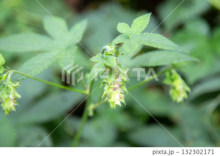 カナムグラの雌花 (秋の花粉症の原因植物) カナムグラの雌花 (秋の花粉症の原因植物) 132302171
