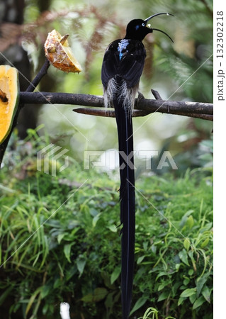チャイロカマハシフウチョウ チャイロカマハシフウチョウ 132302218