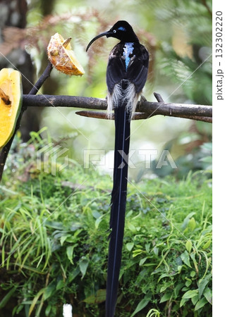 チャイロカマハシフウチョウ 132302220