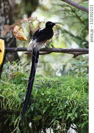 チャイロカマハシフウチョウ チャイロカマハシフウチョウ 132302221