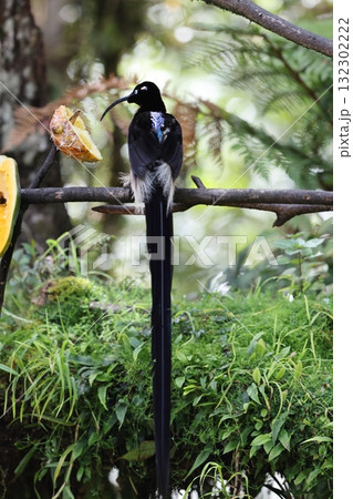 チャイロカマハシフウチョウ 132302222