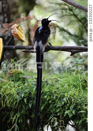 チャイロカマハシフウチョウ チャイロカマハシフウチョウ 132302227