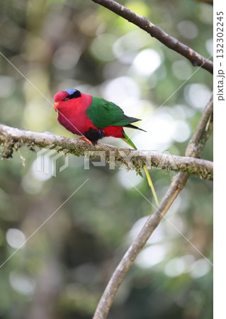 オナガパプアインコ 132302245