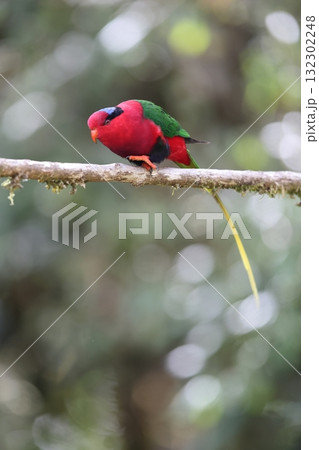 オナガパプアインコ 132302248