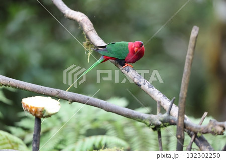 オナガパプアインコ オナガパプアインコ 132302250