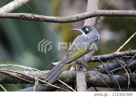 アオガオヤマミツスイ アオガオヤマミツスイ 132302300