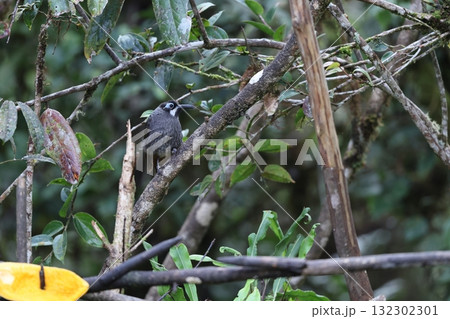 アオガオヤマミツスイ アオガオヤマミツスイ 132302301