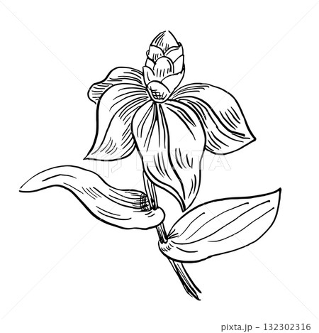 Tropical flower. Vector illustration in a realistic style of tropical plants for interior design, printing on fabric, wallpaper, and textiles. Tropical flower. Vector illustration in a realistic style of tropical plants for interior design, printing on fabric, wallpaper, and textiles. 132302316