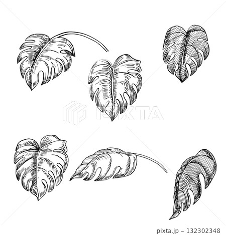 Monstera leaves. Vector illustration in a realistic tropical style for interior design, printing on fabric, wallpaper, and textiles. 132302348