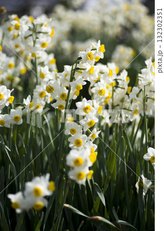 ニホンズイセン(日本水仙)の花が咲いています。 ニホンズイセン(日本水仙)の花が咲いています。 132302351