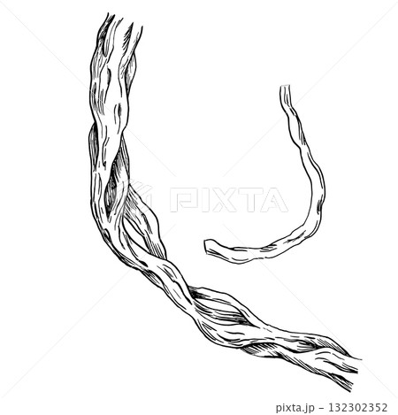 A curved liana branch. Vector illustration in a realistic tropical tree style for interior design, printing on fabric, wallpaper, and textiles. 132302352
