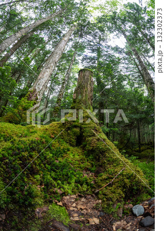 長野県　八千穂高原　白駒の池　苔と原生林 132302373