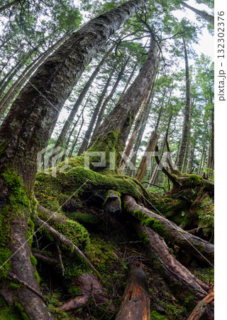 長野県 八千穂高原 白駒の池 苔と原生林 長野県 八千穂高原 白駒の池 苔と原生林 132302376