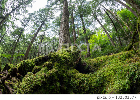 長野県 八千穂高原 白駒の池 苔と原生林 長野県 八千穂高原 白駒の池 苔と原生林 132302377