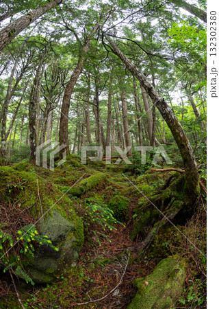 長野県　八千穂高原　白駒の池　苔と原生林 132302380