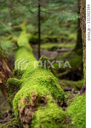 長野県 八千穂高原 白駒の池 苔と原生林 長野県 八千穂高原 白駒の池 苔と原生林 132302384