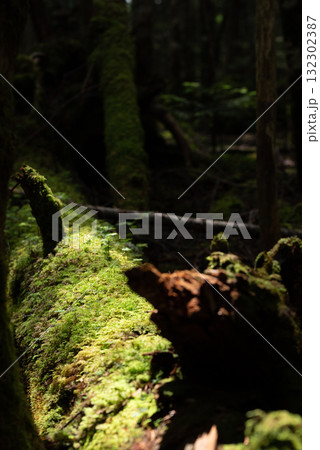 長野県 八千穂高原 白駒の池 苔と原生林 長野県 八千穂高原 白駒の池 苔と原生林 132302387
