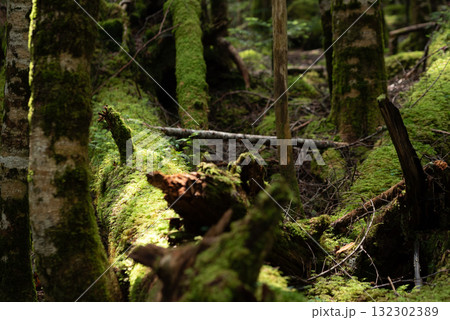 長野県　八千穂高原　白駒の池　苔と原生林 132302389