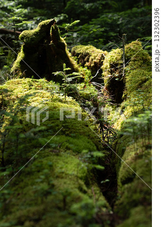 長野県 八千穂高原 白駒の池 苔と原生林 長野県 八千穂高原 白駒の池 苔と原生林 132302396