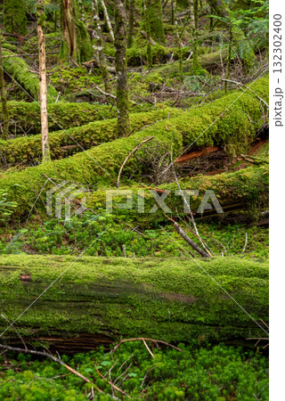 長野県 八千穂高原 白駒の池 苔と原生林 長野県 八千穂高原 白駒の池 苔と原生林 132302400