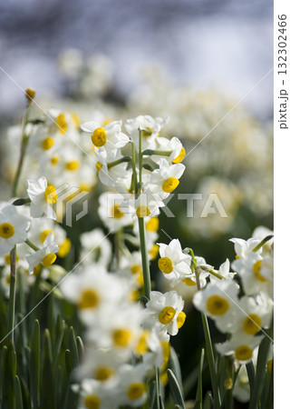 ニホンズイセン（日本水仙）の花が咲いています。 132302466