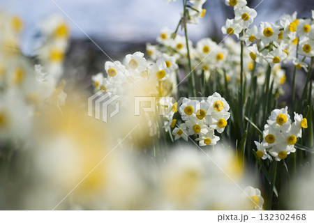 ニホンズイセン(日本水仙)の花が咲いています。 ニホンズイセン(日本水仙)の花が咲いています。 132302468