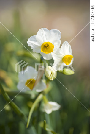 ニホンズイセン(日本水仙)の花が咲いています。 ニホンズイセン(日本水仙)の花が咲いています。 132302469