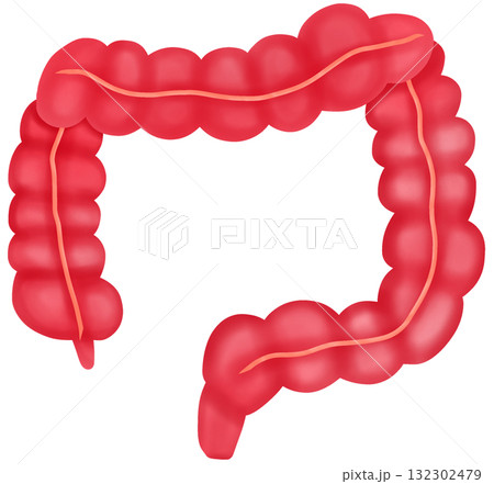 Normal Large Intestine, Hand-drawn Watercolor Illustration 132302479