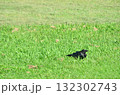 緑の草むらを歩くカラス — 静かに動き出す野鳥の一瞬 132302743