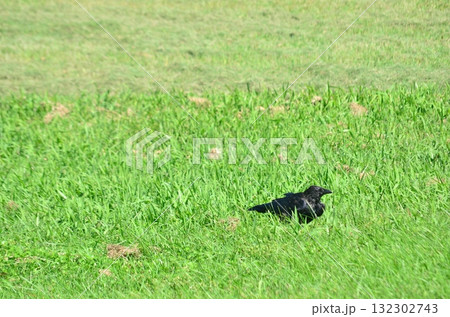 緑の草むらを歩くカラス — 静かに動き出す野鳥の一瞬 132302743