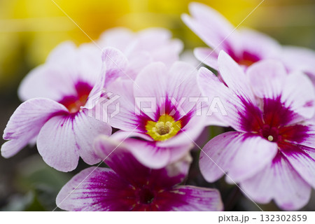 早春の花壇に咲くプリムラ 132302859