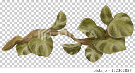 Monstera / Safari Plants and Trees / Wildlife - Watercolor Digital Illustration Monstera / Safari Plants and Trees / Wildlife - Watercolor Digital Illustration 132302887