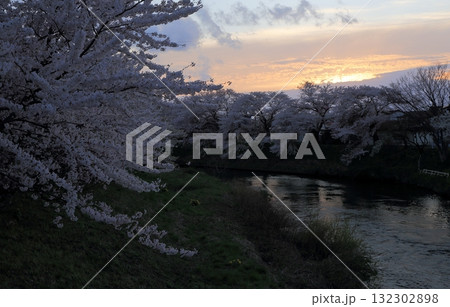 今は無くなった太平川の桜並木たそがれ 今は無くなった太平川の桜並木たそがれ 132302898