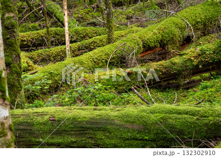 長野県 八千穂高原 白駒の池 苔と原生林 長野県 八千穂高原 白駒の池 苔と原生林 132302910