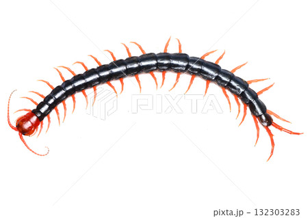 トビズムカデ トビズムカデ 132303283