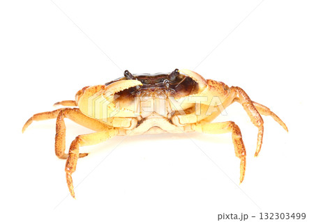 威嚇するサワガニのオス 132303499