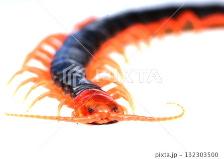 前から見たトビズムカデ 132303500