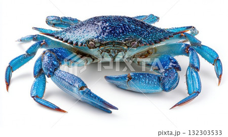 Vibrant blue crab with textured shell and claws isolated on white background, fresh seafood ingredient for coastal cuisine and gourmet cooking Vibrant blue crab with textured shell and claws isolated on white background, fresh seafood ingredient for coastal cuisine and gourmet cooking 132303533