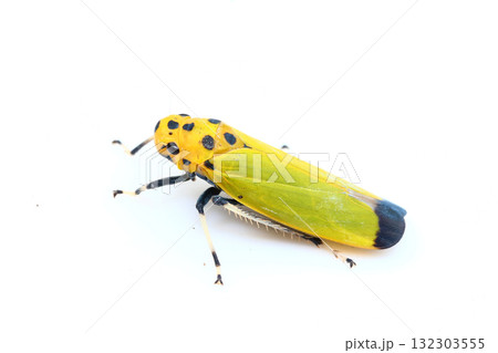 ツマグロオオヨコバイ ツマグロオオヨコバイ 132303555