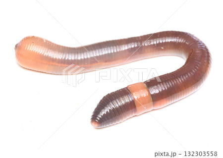 ノラクラミミズ 132303558